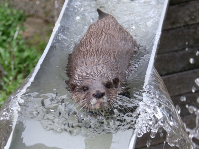 コツメカワウソ　ナオの画像