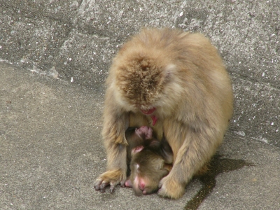 母サルと赤ちゃんの画像3