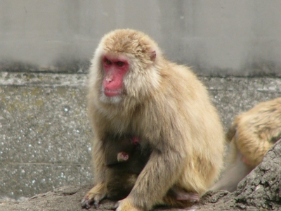 母サルと赤ちゃんの画像2