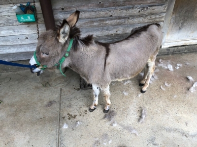 市川市動植物園 市川市動植物園飼育日誌 年6月