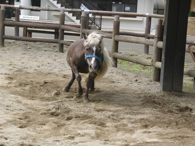 転がっているウマの画像2