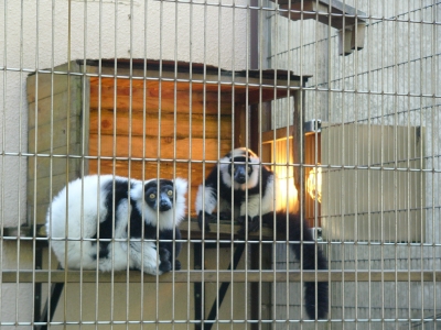 エリマキキツネザル放飼場の画像