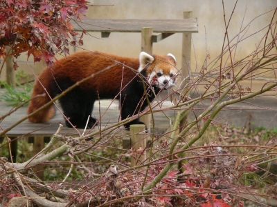 レッサーパンダの画像