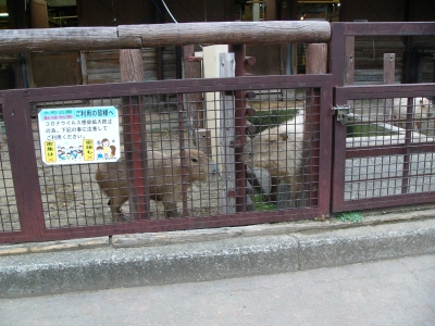 カピバラ舎放飼場の画像　2