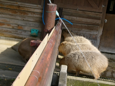 カピバラ舎放飼場の画像