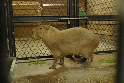 カピバラ　イチョウ　の画像