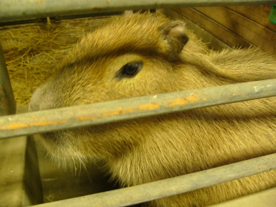 カピバラ、イチョウの画像2