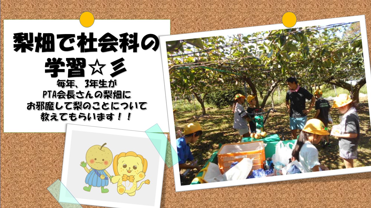 写真：梨畑で社会科の学習毎年三年生がPTA会長の梨畑でおそわっています