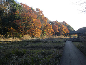 紅葉の頃の景観写真