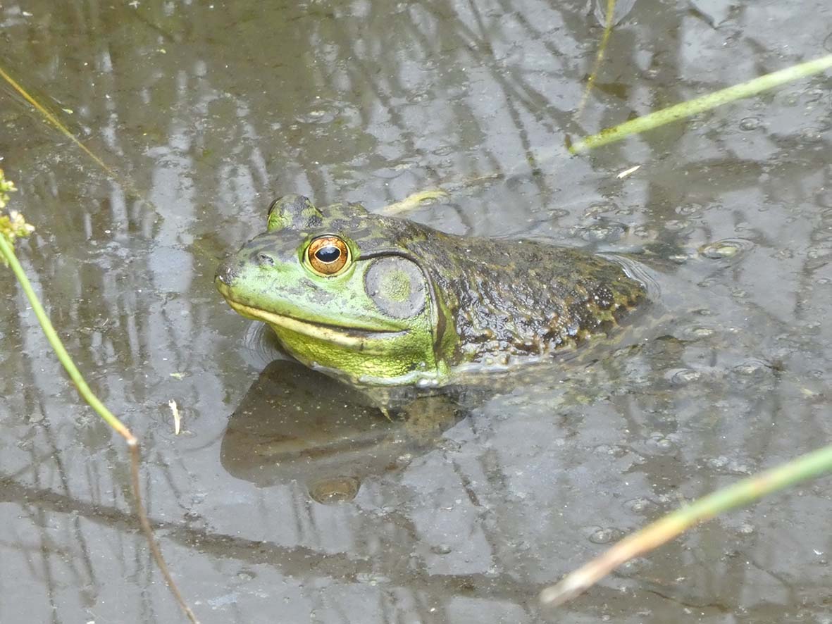 ウシガエルの写真