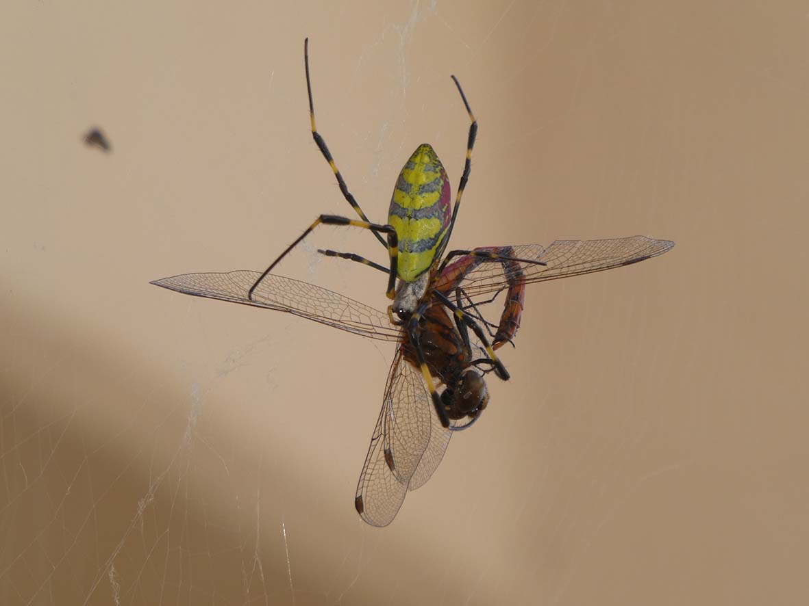 16 そのほかのこんちゅう、クモ（昆虫 膜翅類・半翅類、クモ） | 市川市公式Webサイト