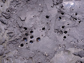 アナジャコの巣穴の写真
