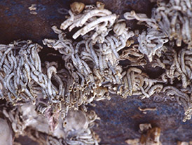 カンザシゴカイの一種の棲管の写真