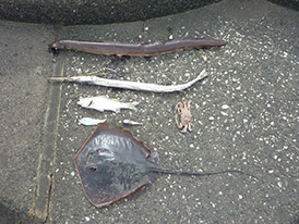 死んだ沖の魚などの写真