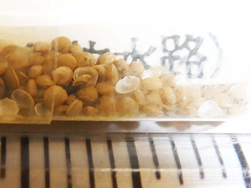 ガタツキ(コハギガイ)の写真