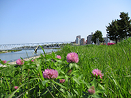 5月の市内写真2