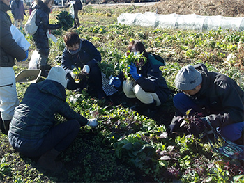 写真：野菜の収穫体験の様子（2）