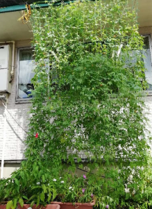 市立保育園での緑のカーテンの様子