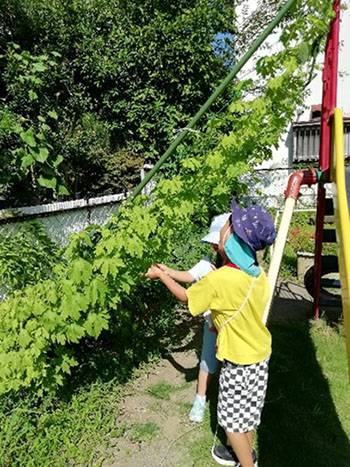 写真:緑のカーテンを手入れする子ども二人