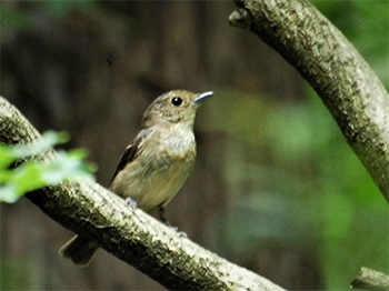 写真：キビタキのメス 緑の鳥です。