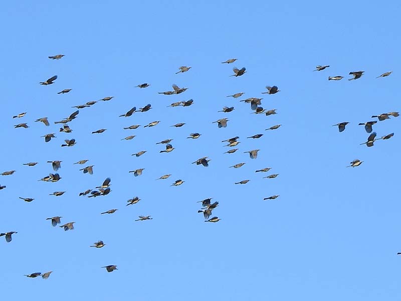 写真：江戸川を超えていく100羽以上のヒヨドリ