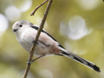 写真:通称チバエナガ じゅん菜池緑地