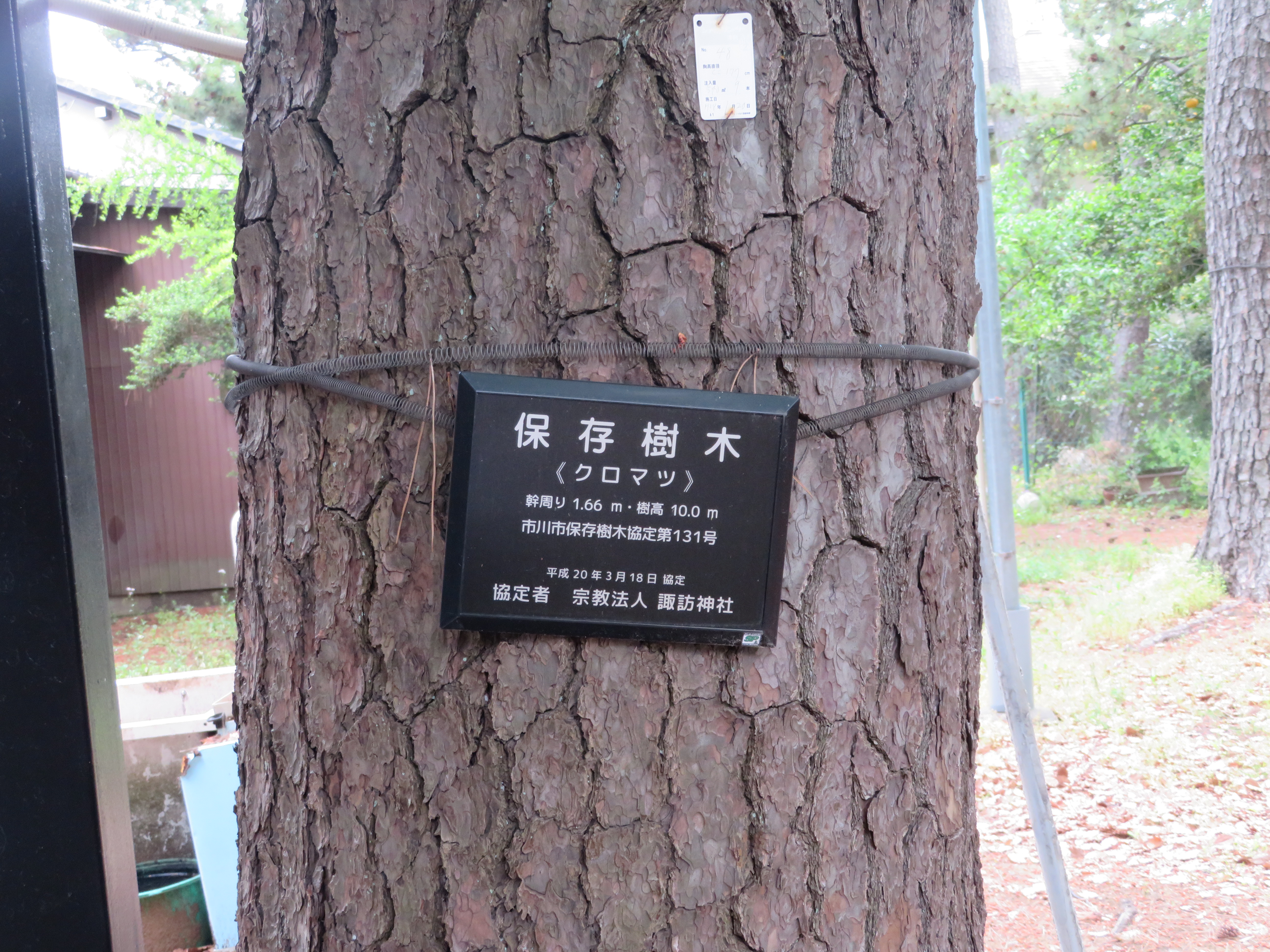 保存樹木の写真