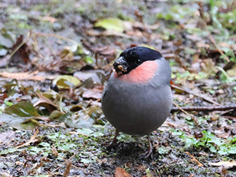 ウソの写真(1)