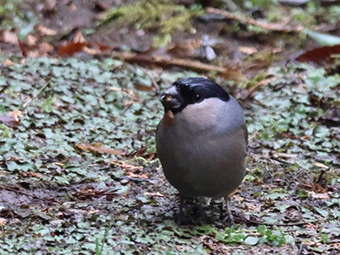 ウソの写真(2)