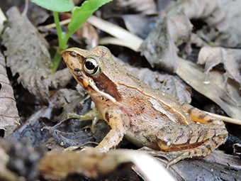 写真：ニホンアカガエル　大町自然観察園