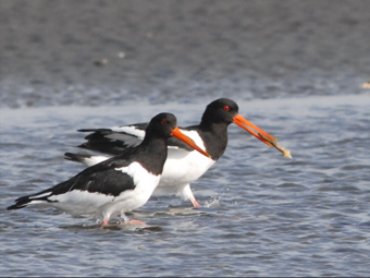 写真：2羽のミヤコドリ