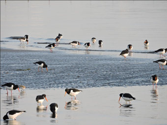 写真：干潟にいるミヤコドリの群れ