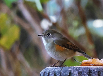 写真2：ルリビタキ