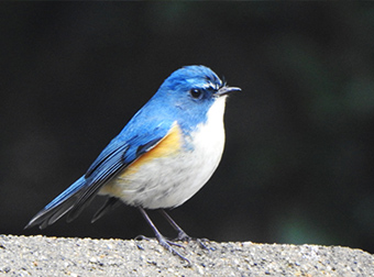 写真1：ルリビタキ