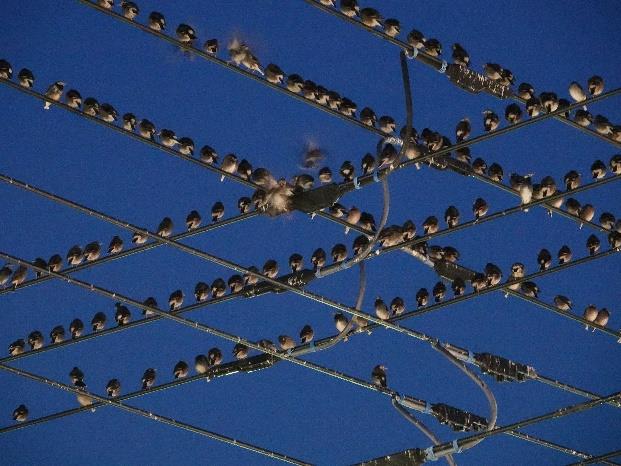 写真：ムクドリ