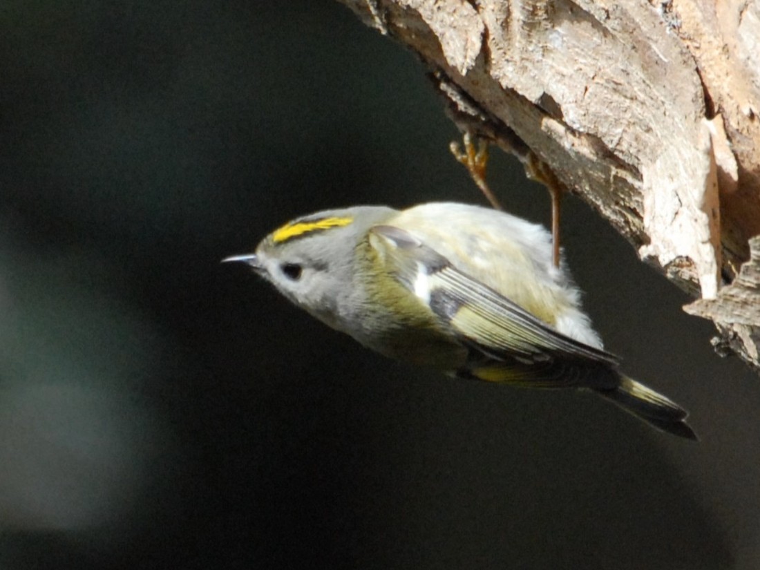 写真1：キクイタダキ