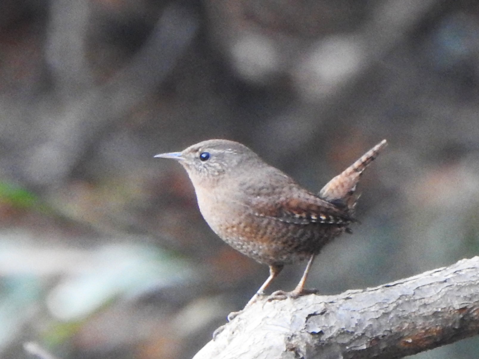 写真2：ミソサザイ