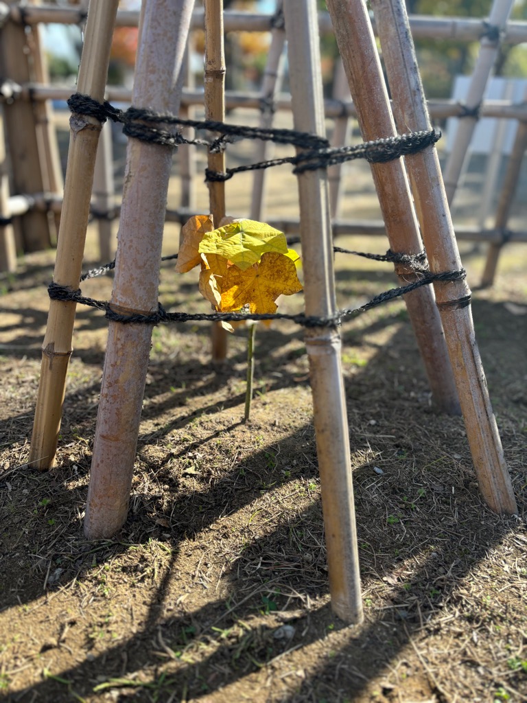 写真：柵越しに撮影されたアオギリ