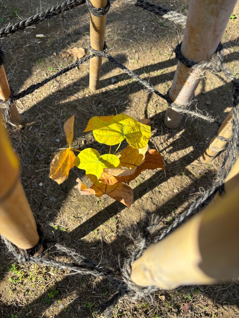 写真：上側から撮影されたアオギリ