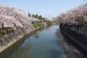 写真：桜