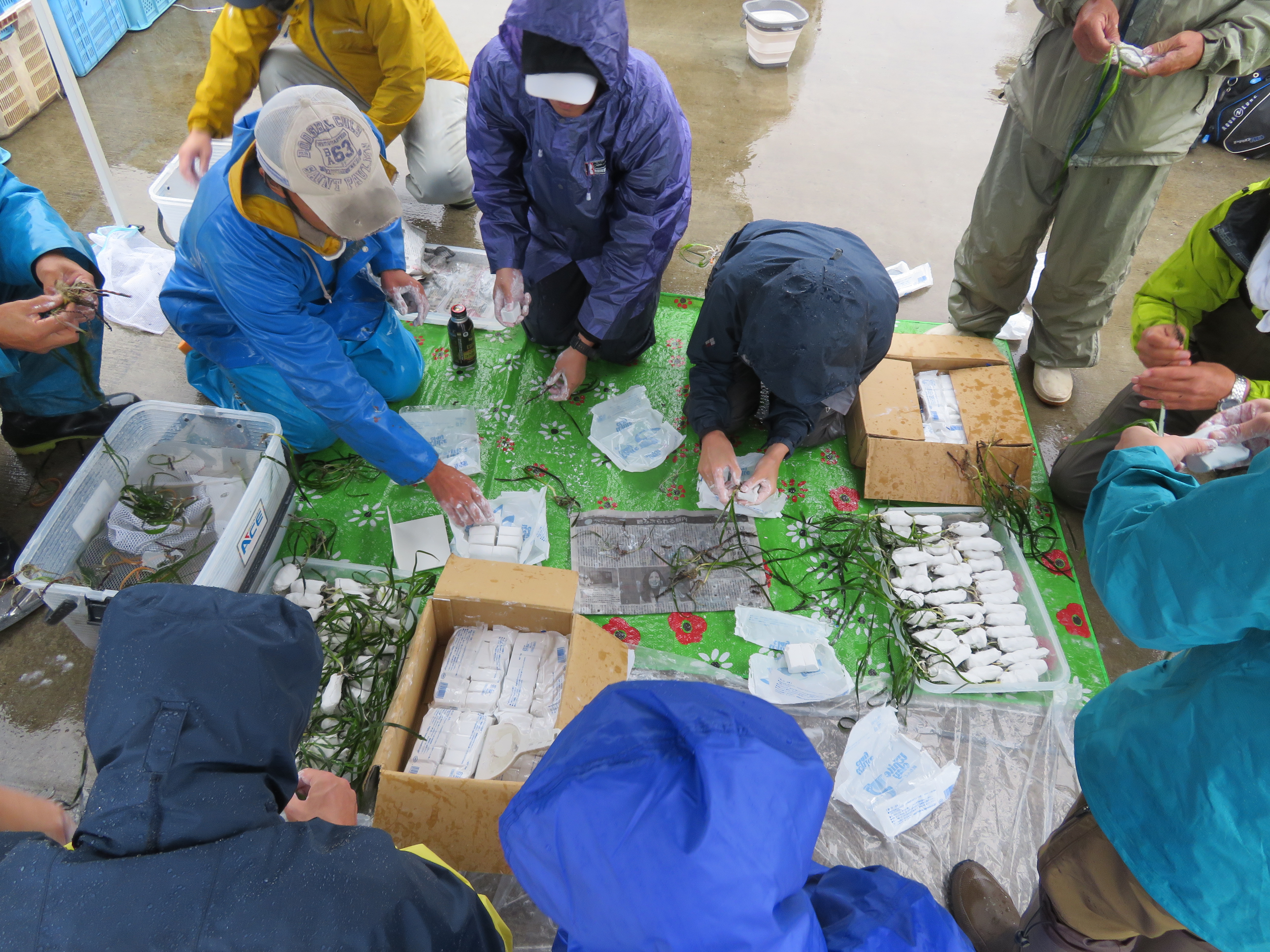 アマモの根に紙粘土を付ける作業の写真
