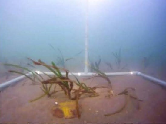 海底のアマモの様子の写真