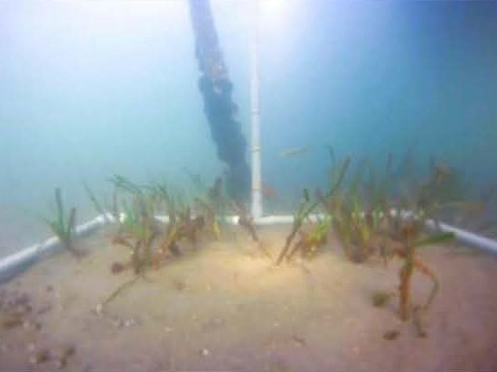海底のアマモの様子の写真