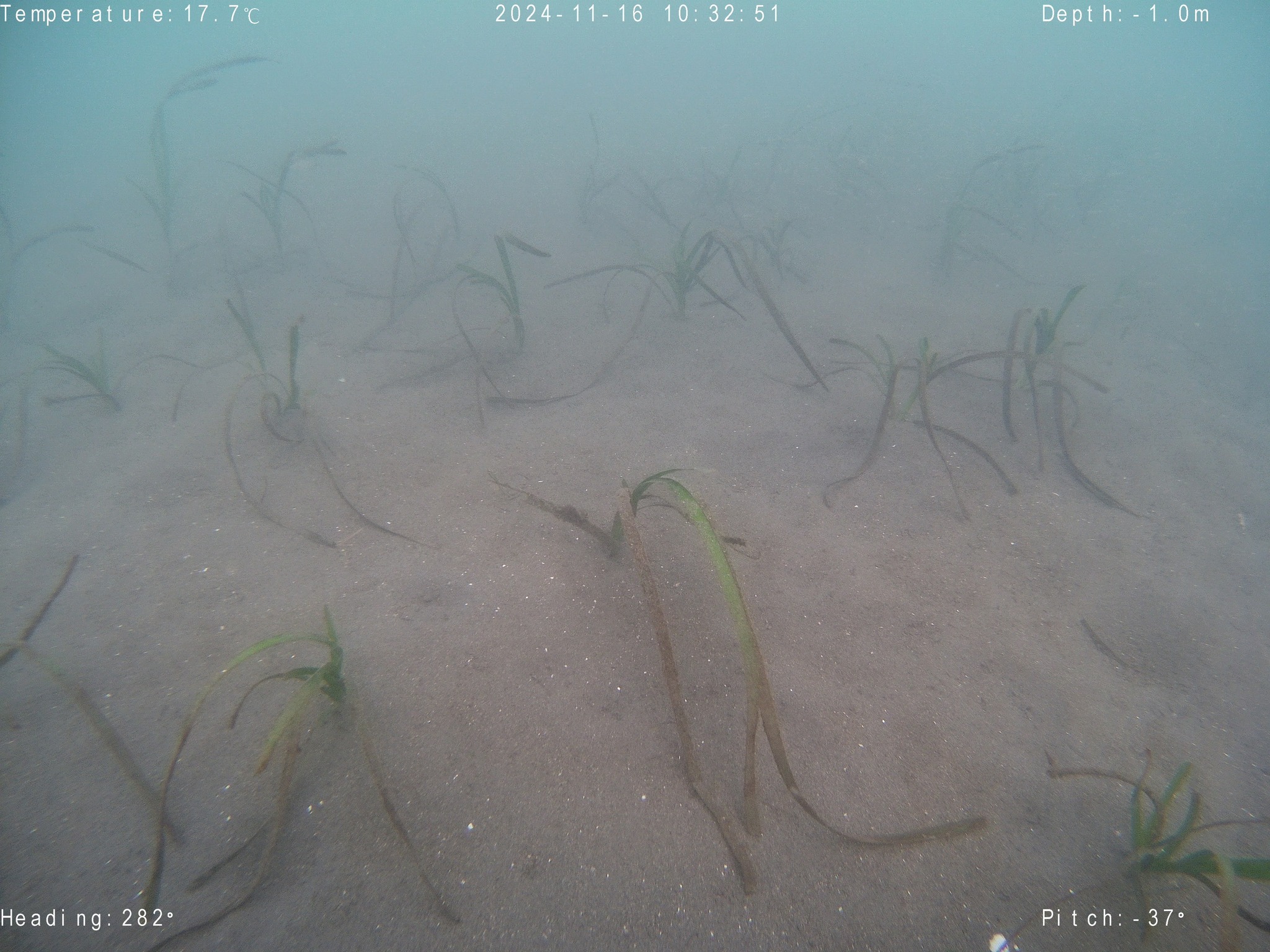 海底のアマモの写真