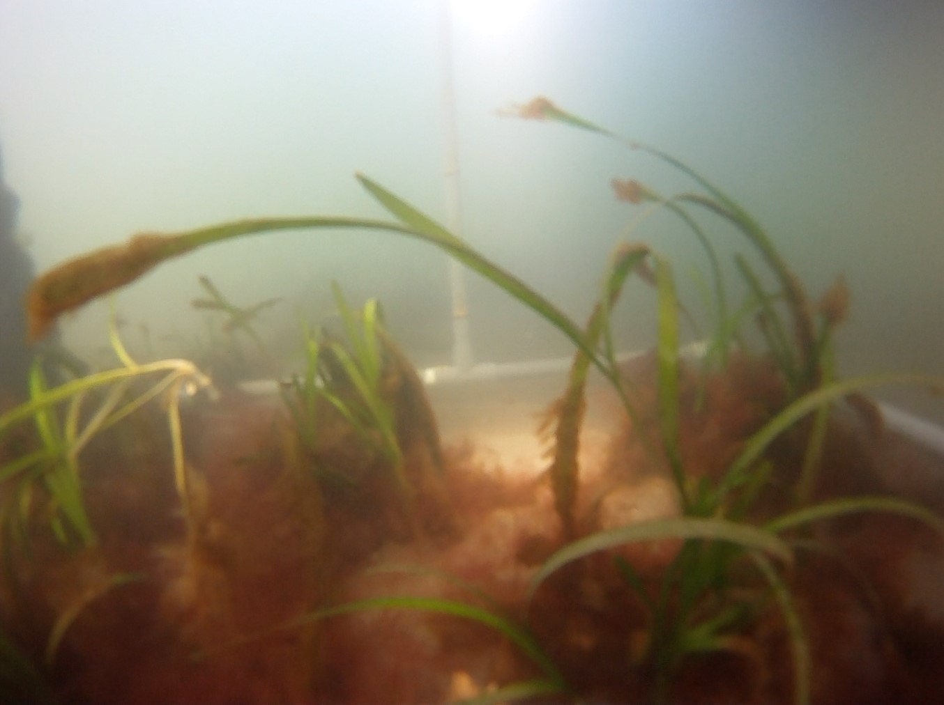 海底のアマモの写真