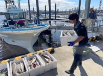 水揚げ 0000477066