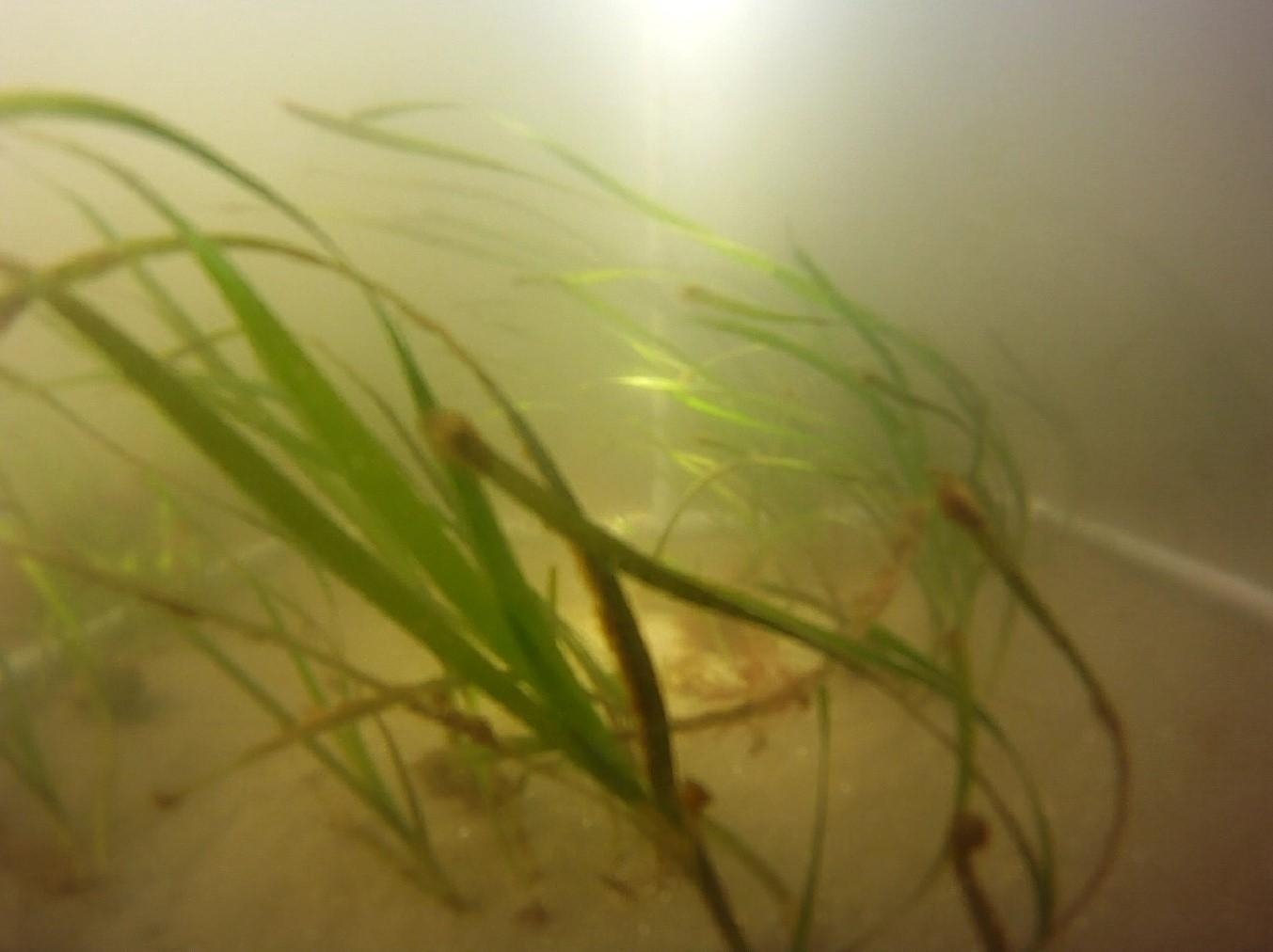 海底のアマモの写真
