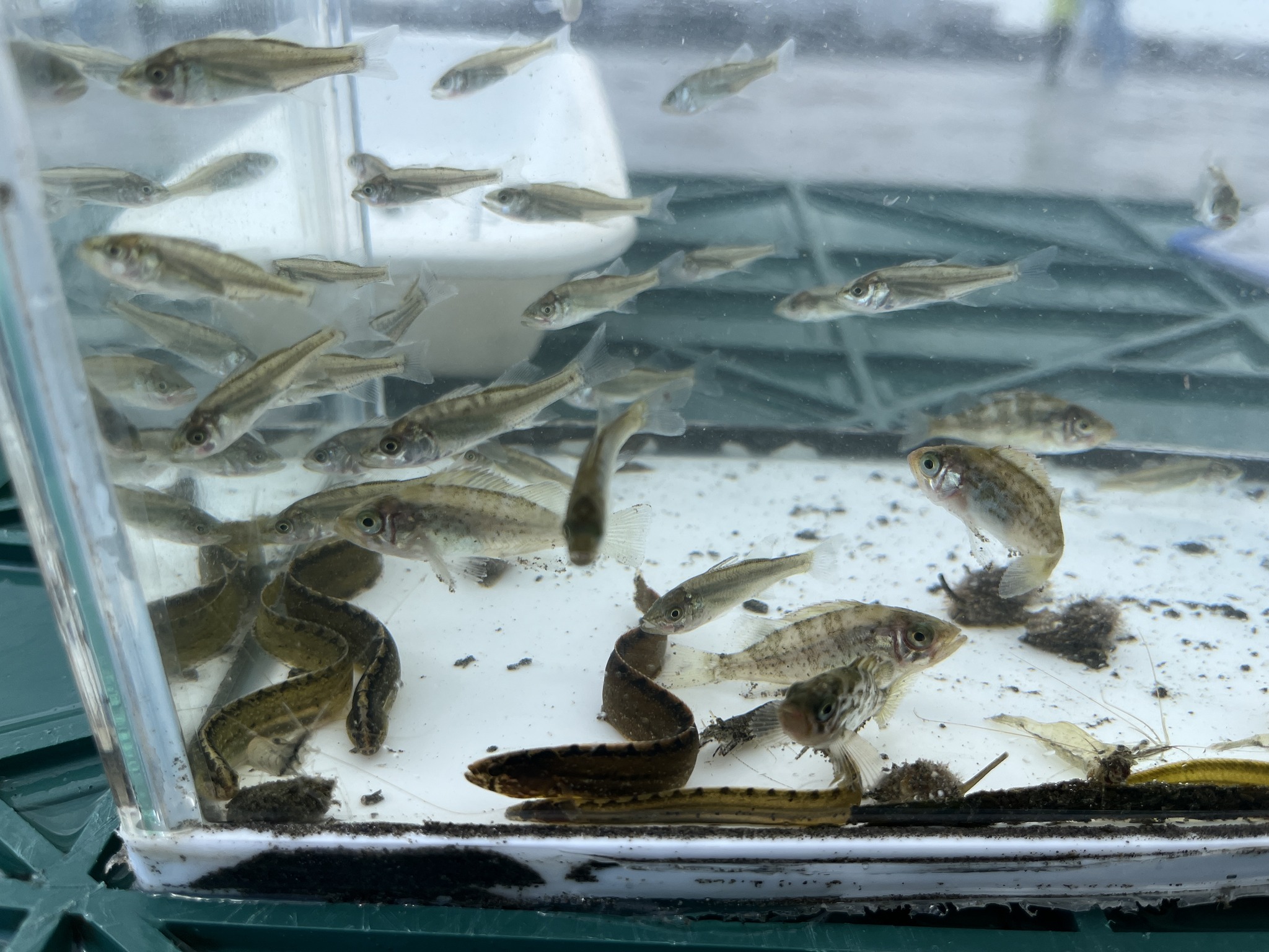 稚魚の写真