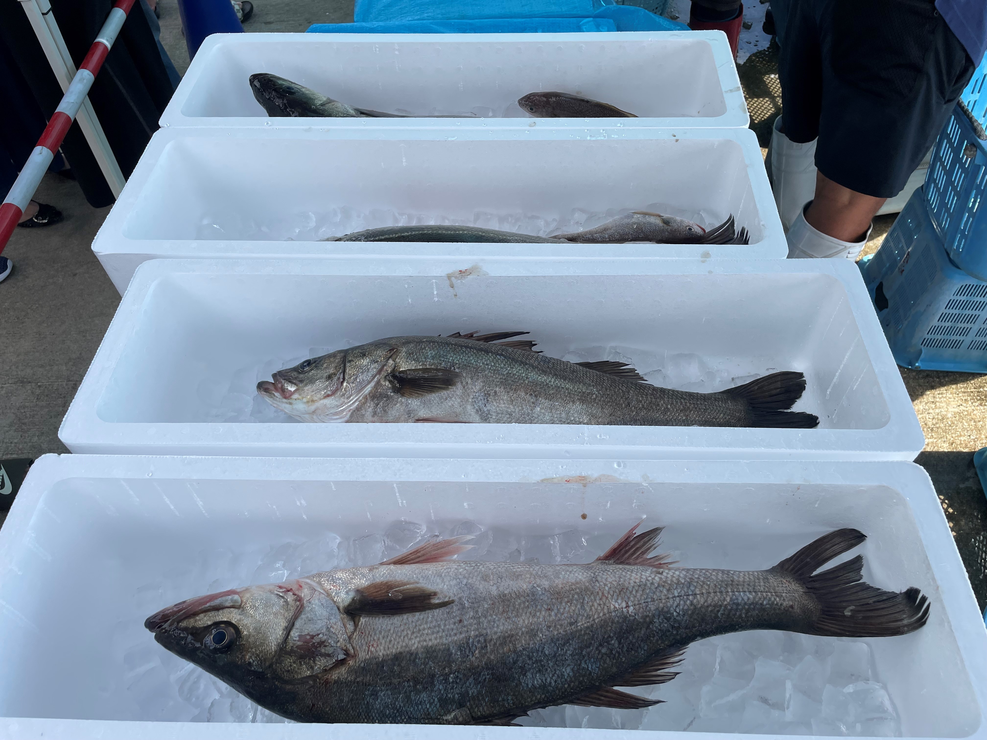 活魚詰合せ直売の様子の写真