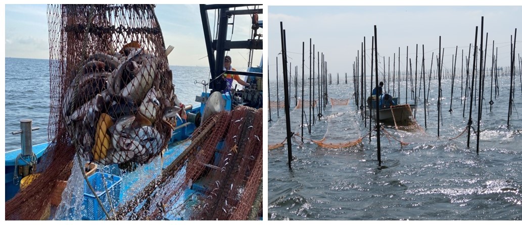 スズキとノリの写真2連 0000498634